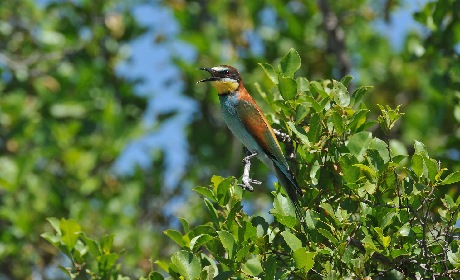 Merops apiaster [550 mm, 1/2500 sec at f / 8.0, ISO 1600]